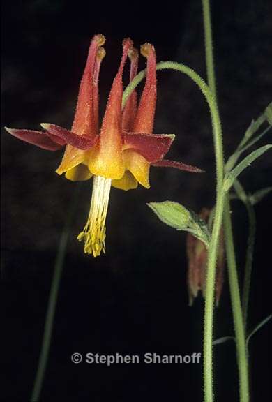 aquilegia formosa 1 graphic